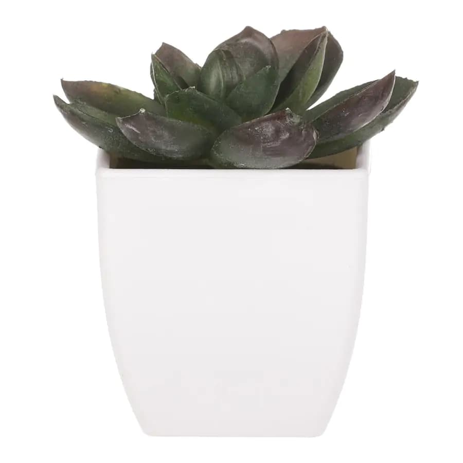 Autronic Sukulent v plastovém obalu NL0009