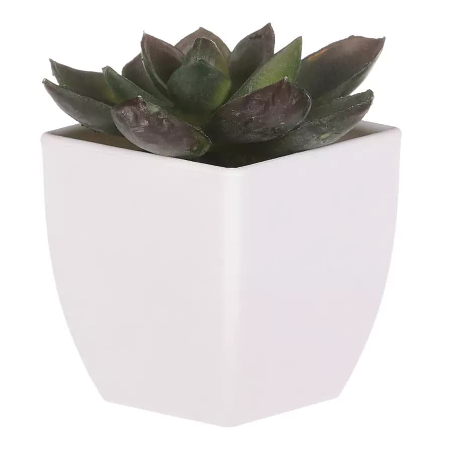 Autronic Sukulent v plastovém obalu NL0009 - náhled 3