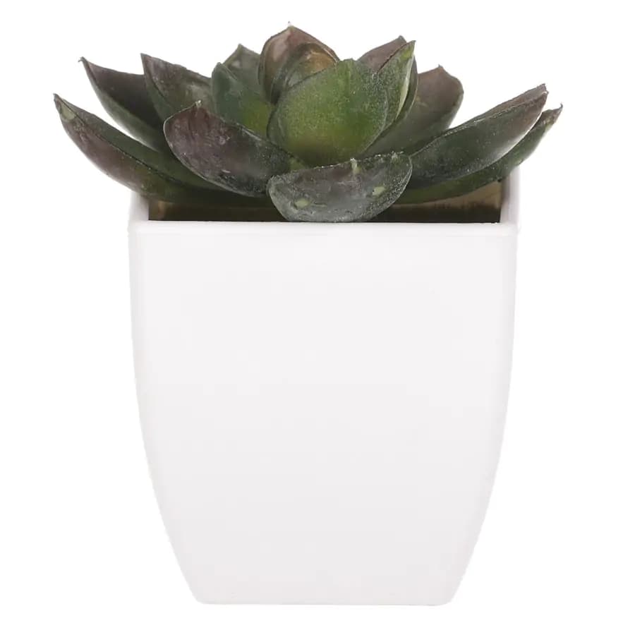 Autronic Sukulent v plastovém obalu NL0009 - náhled 4
