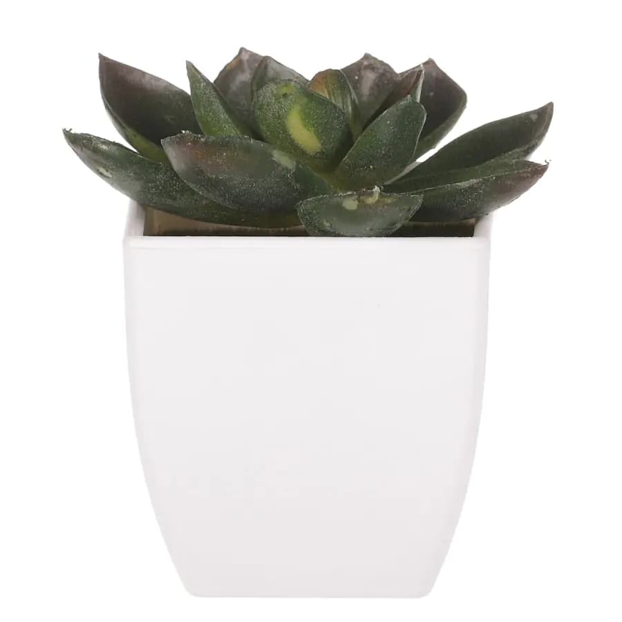 Autronic Sukulent v plastovém obalu NL0009 - náhled 5
