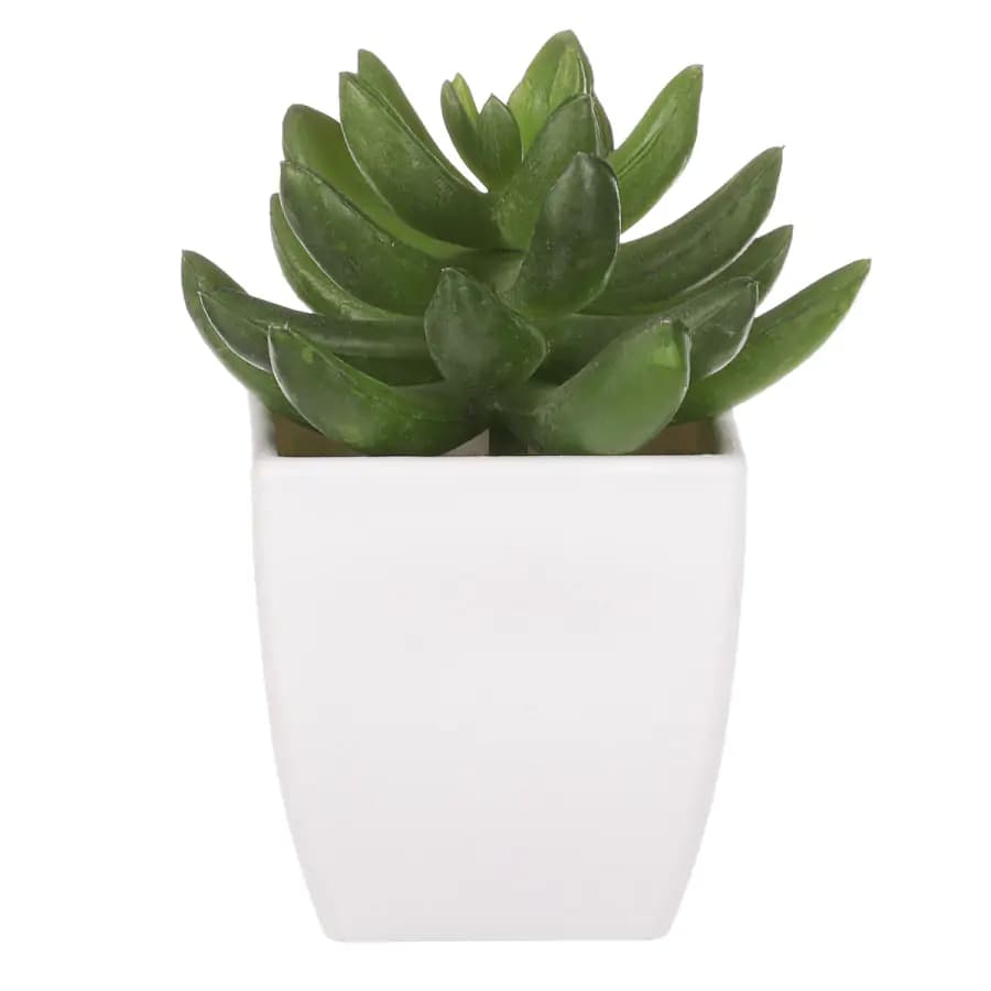 Autronic Sukulent v plastovém obalu NL0014 - náhled 2