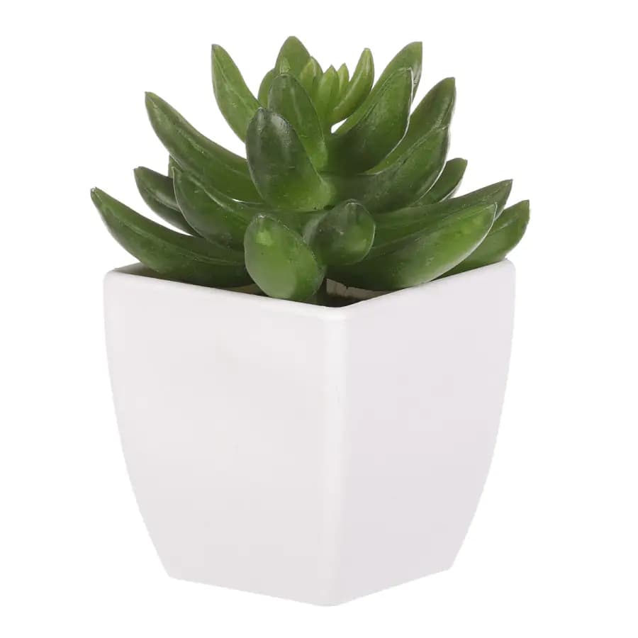 Autronic Sukulent v plastovém obalu NL0014 - náhled 3
