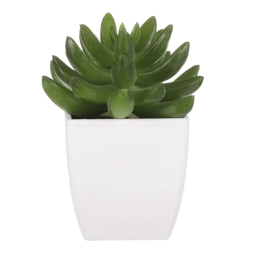 Autronic Sukulent v plastovém obalu NL0014 - náhled 4
