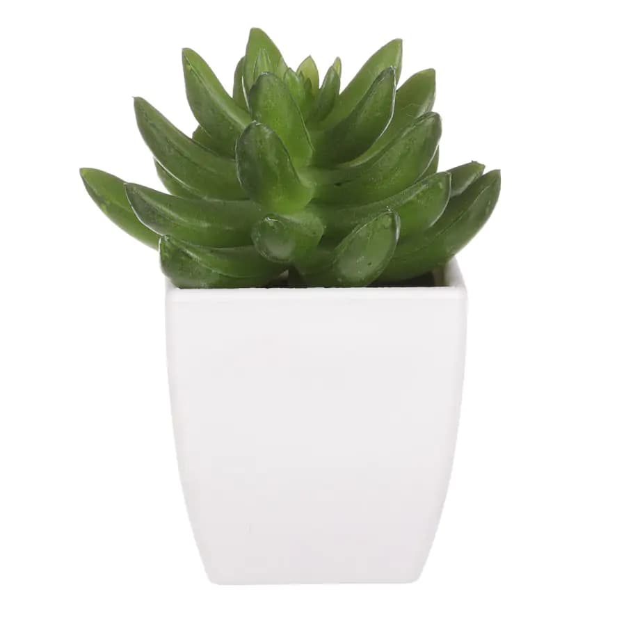 Autronic Sukulent v plastovém obalu NL0014 - náhled 5