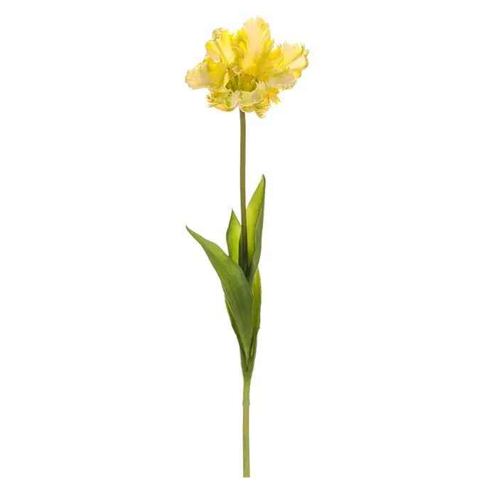 Autronic Tulipán třepenitý žlutá UKR2002 YEL